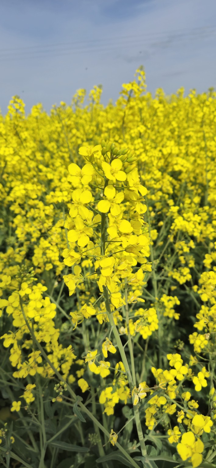 Rapsblüte